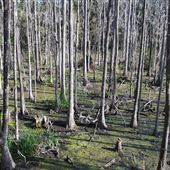 Myrtle Grove Plantation - Swamp / Wetlands