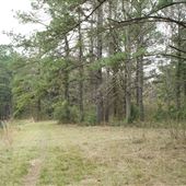 Myrtle Grove Various Wooded Looks