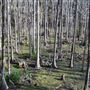 Myrtle Grove Plantation - Swamp / Wetlands