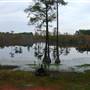 Magnolia Springs State Park