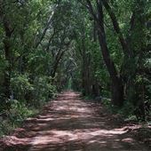 Live Oak MotorPark