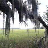 Sapelo Island Visitors Center Nature Trail