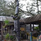 Crab Shack Gator Lagoon