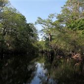 Ebenezer Creek - Summer