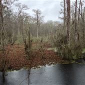 Ebenezer Creek - Winter