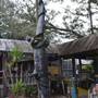 Crab Shack Gator Lagoon