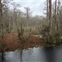 Ebenezer Creek - Winter