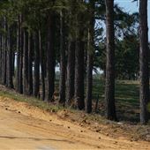 Hwy 21 at Piney Grove Rd