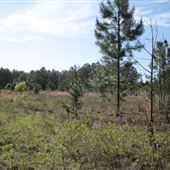 Hinesville Lot #759