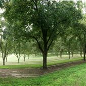 Kevin Sapp Pecan Groves