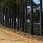 Hwy 21 at Piney Grove Rd