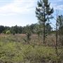 Hinesville Lot #759