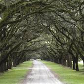 Wormsloe State Historic Site