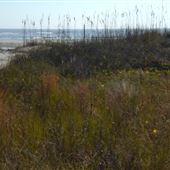 Saint Simons East Beach