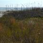 Saint Simons East Beach
